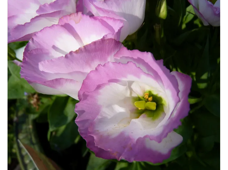 Lisianthus coltivazione vaso