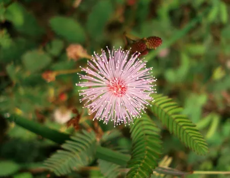 Fiore mimosa pudica
