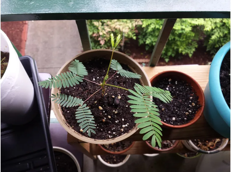 Coltivazione vaso mimosa
