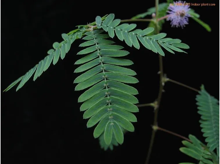 Pianta sensitiva