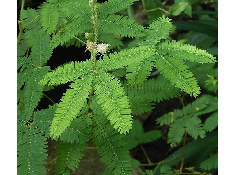 Parassiti pianta mimosa pudica