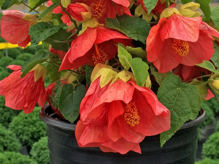 abutilon