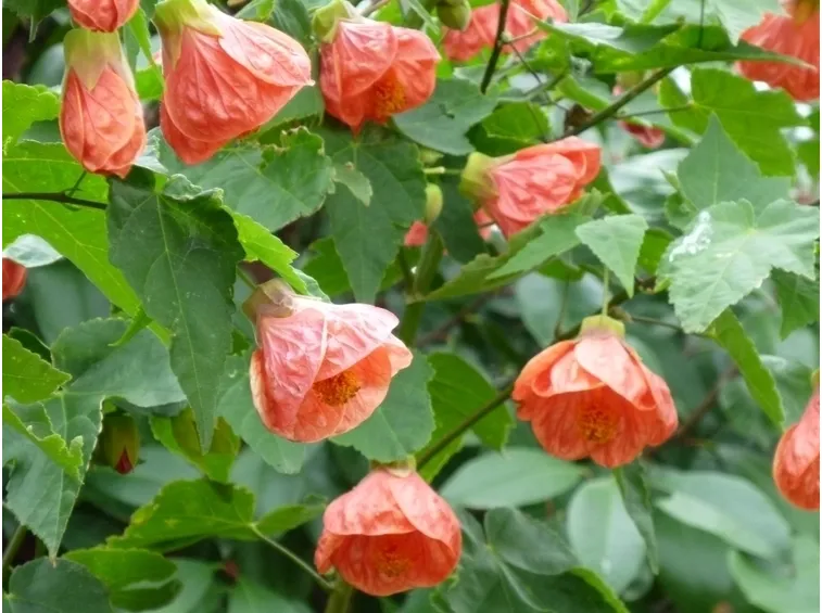 abutilon