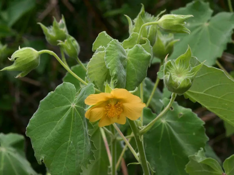 abutilon grandiflorum