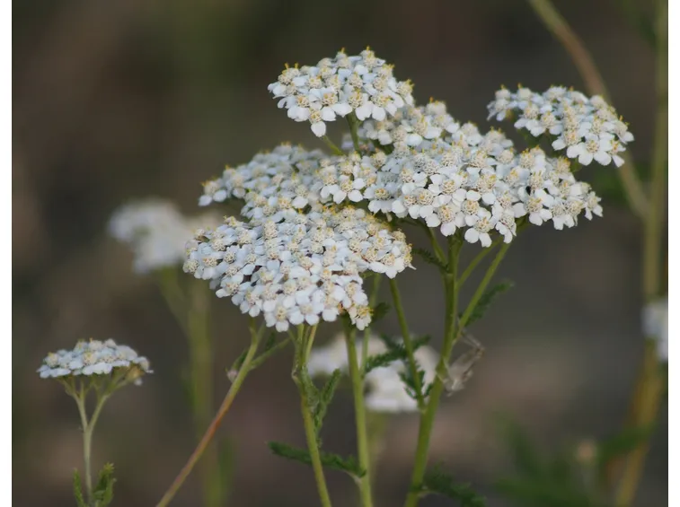 achillea fiori