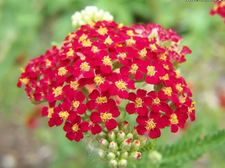 Achillea  