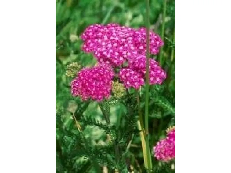 Achillea  