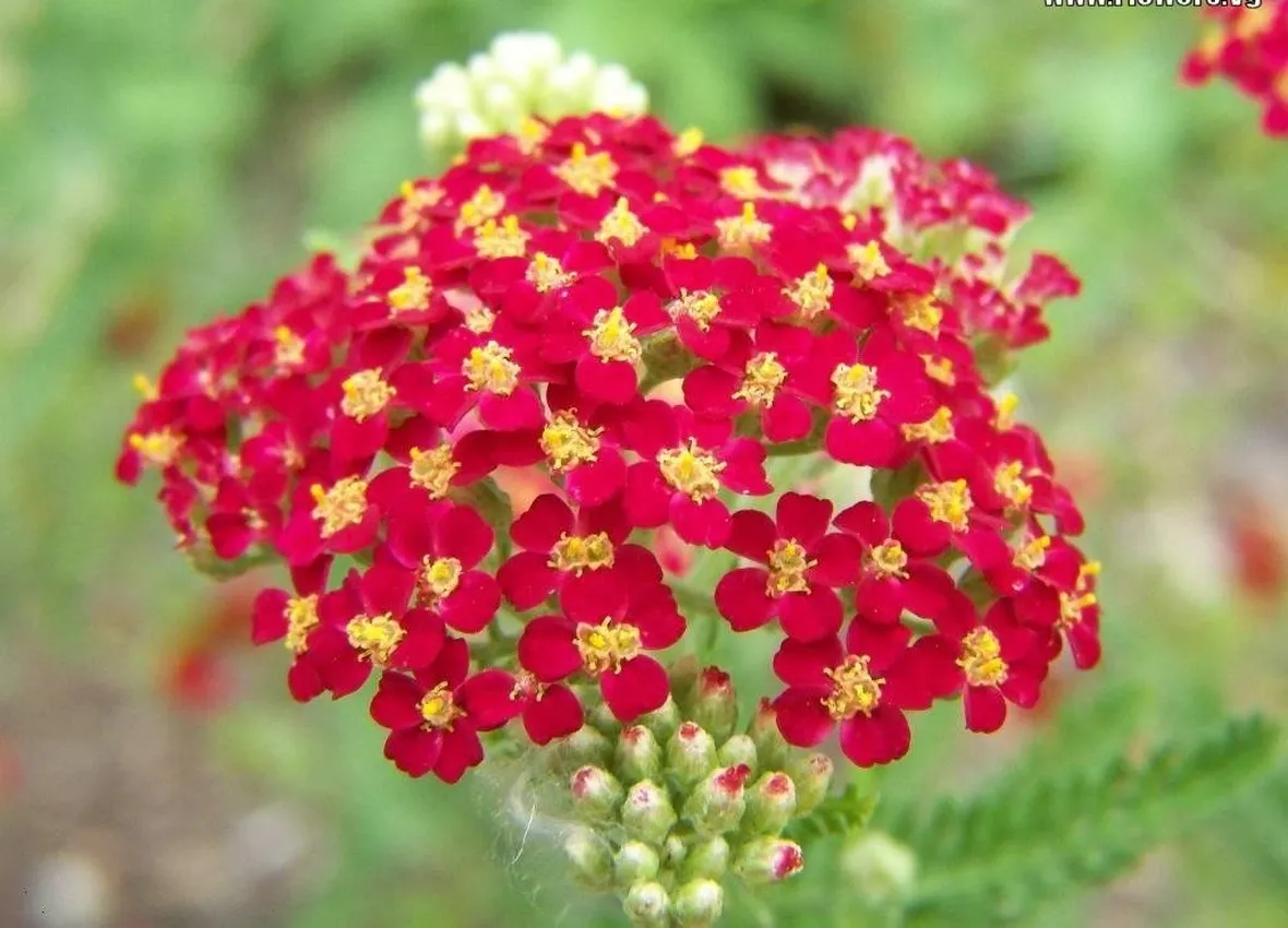 Achillea  