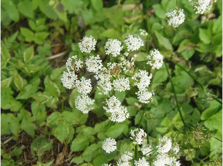 Sambuchella  