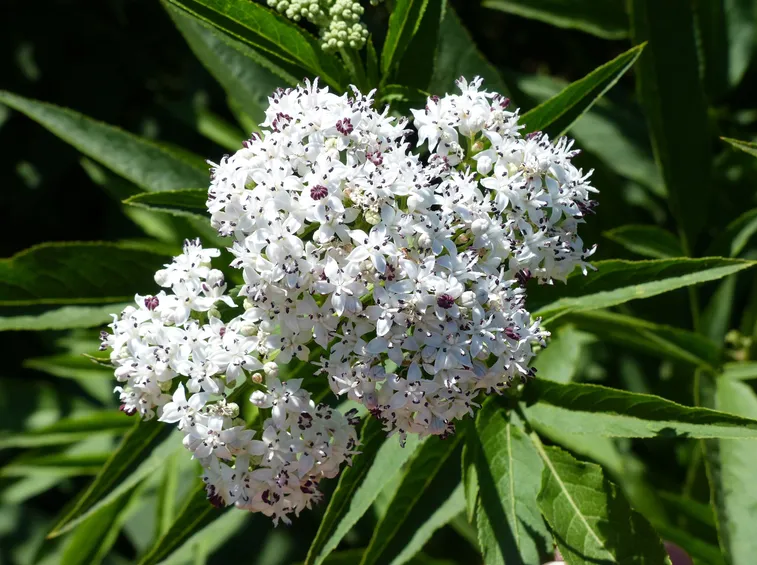 Sambuchella  