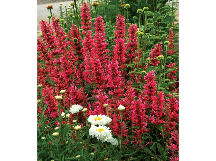 Agastache 