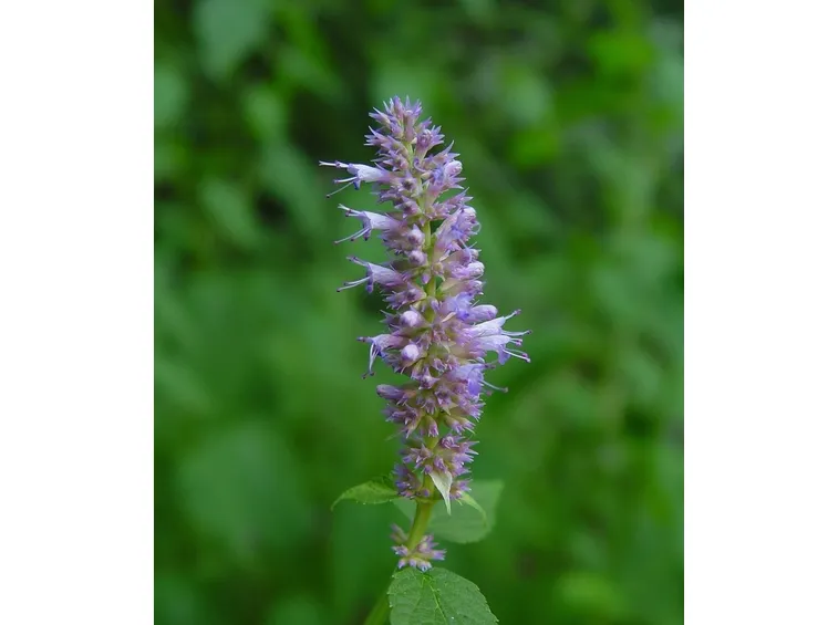 agastache