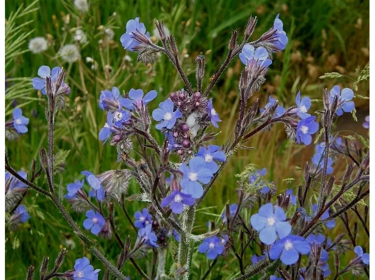 buglossa