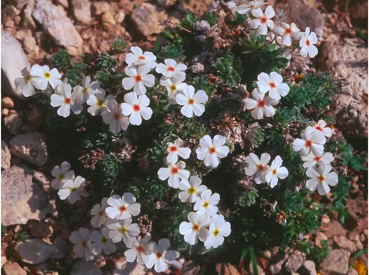 Androsace