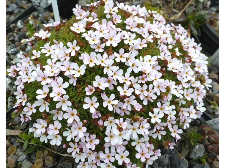 androsace villosa