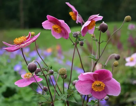 anemone giapponese