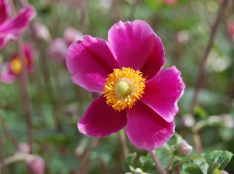 anemone d'autunno