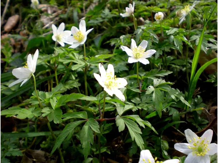 Anemone 