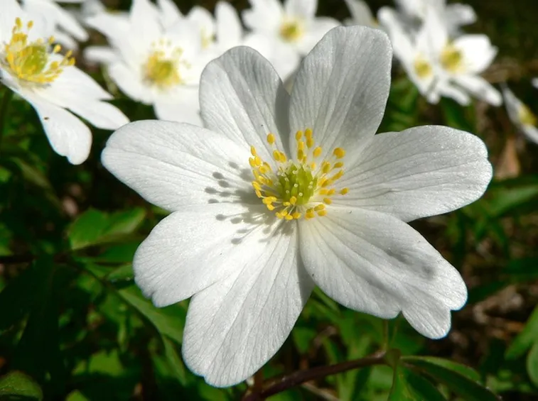 anemone nem