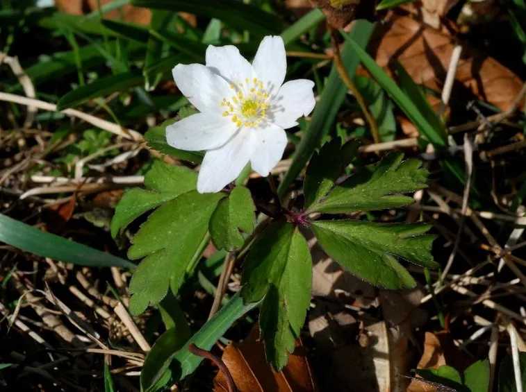 anemone nemorosa