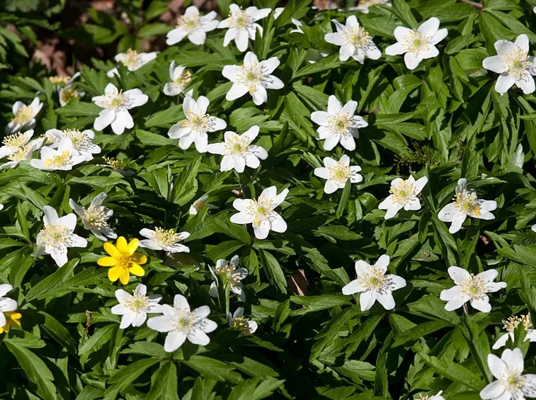 anemone nemerosa