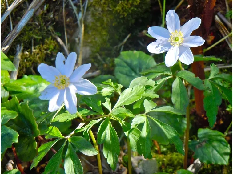 anemone nemorosa