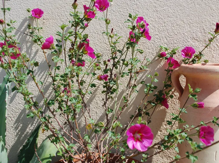 Anisodontea