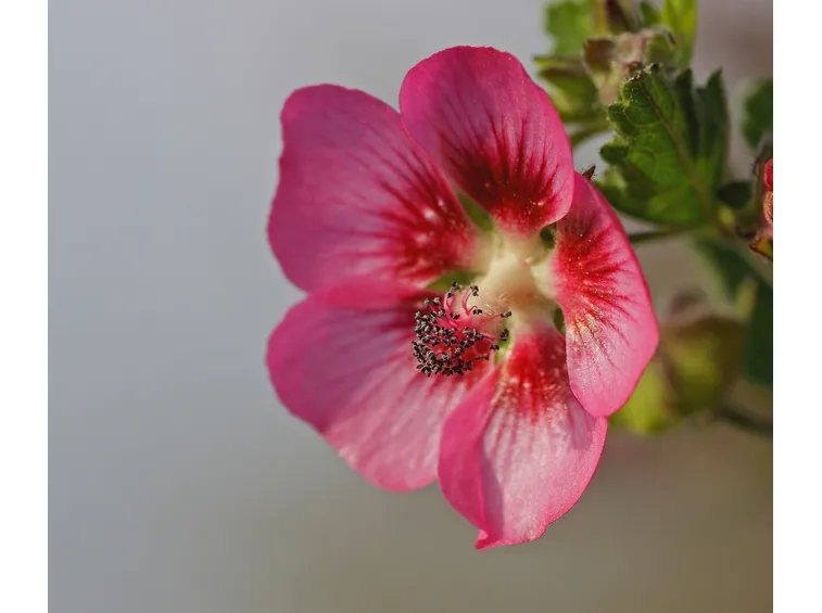 fiori