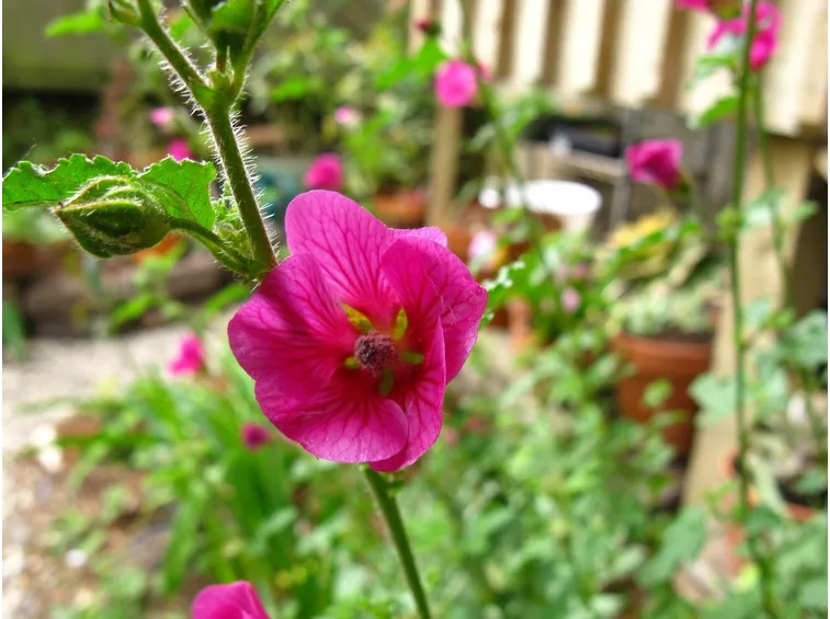 anisodontea
