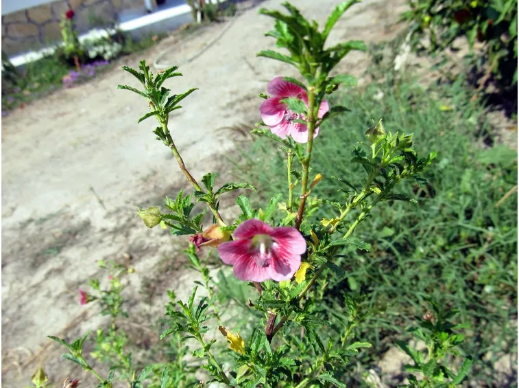 pianta