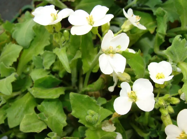 Arabis 