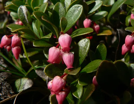 arctostaphylus 