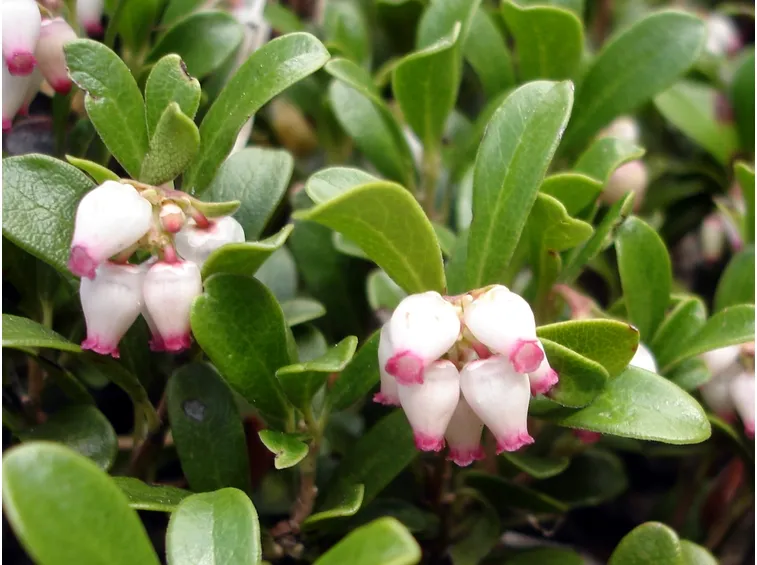 arctostaphylus 