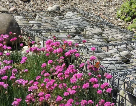 armeria 
