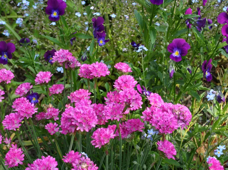 armeria 