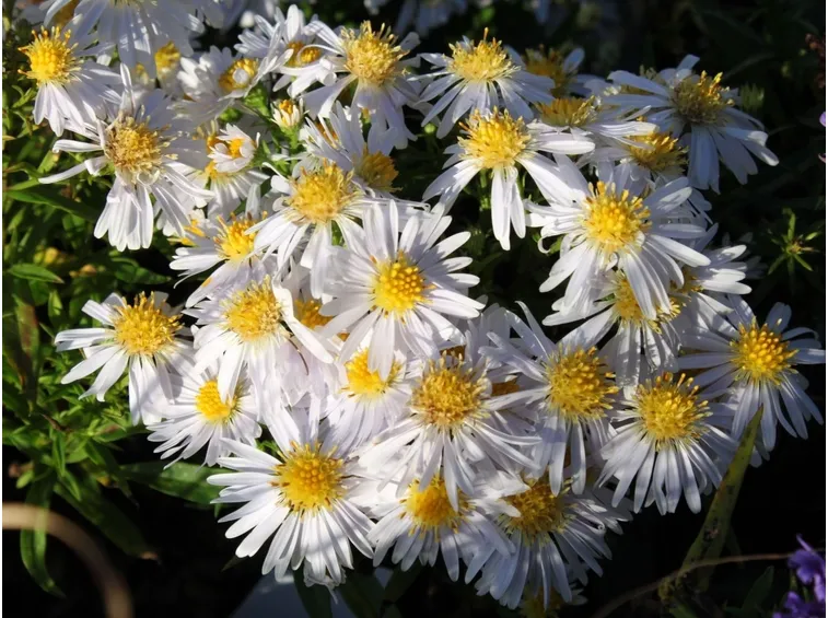 aster