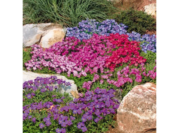 aubrieta colorata