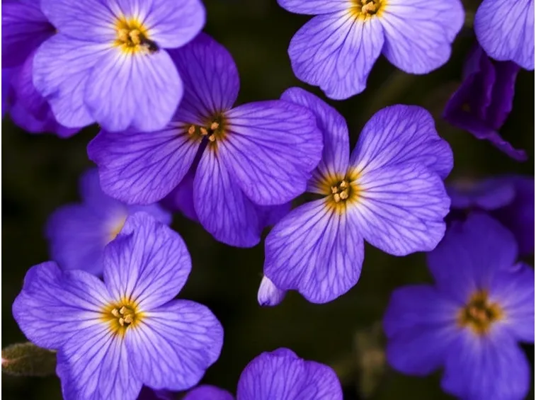 aubretia