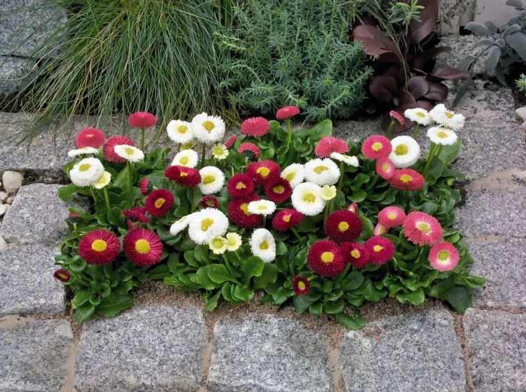 bellis perennis