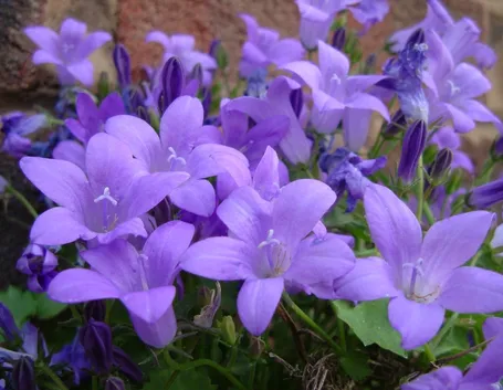 campanula portenschlagiana