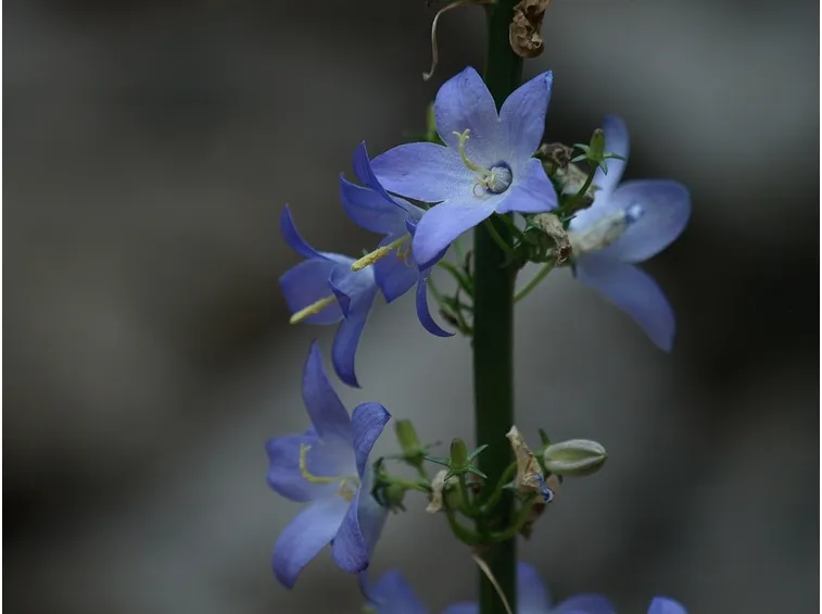 campanula 