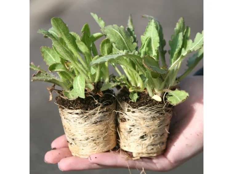 terreno campanule