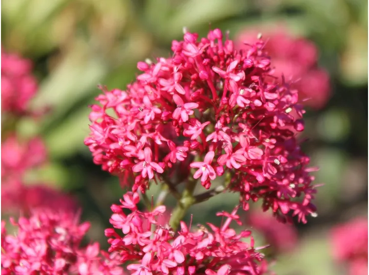 centranthus ruber coccineus