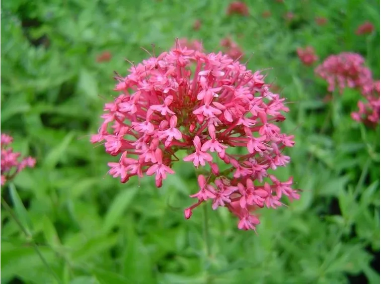 valeriana rossa