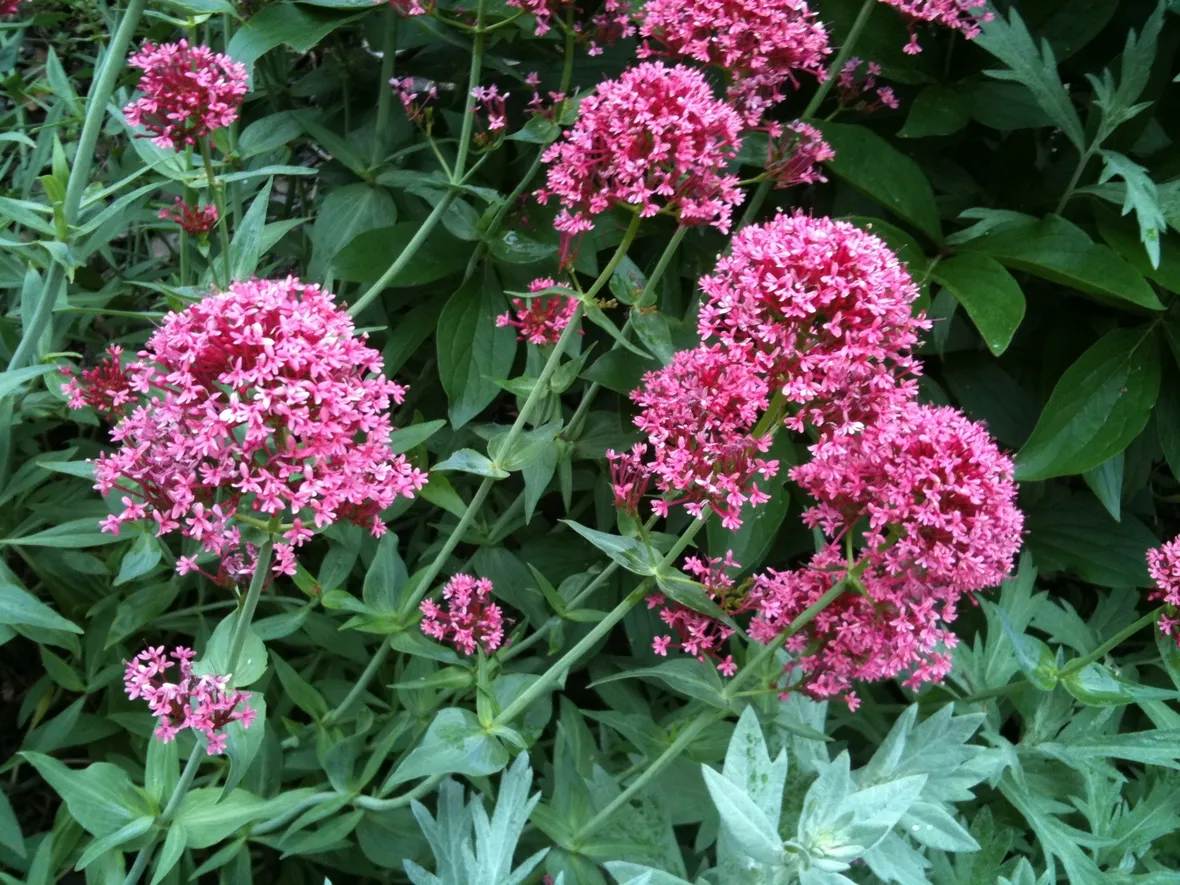centranthus 