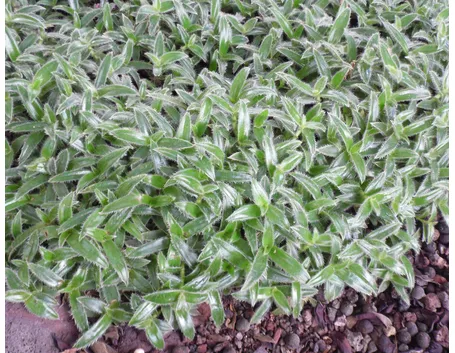 Cyanotis 
