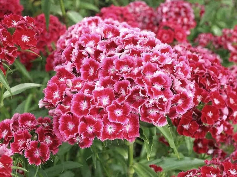 Dianthus 