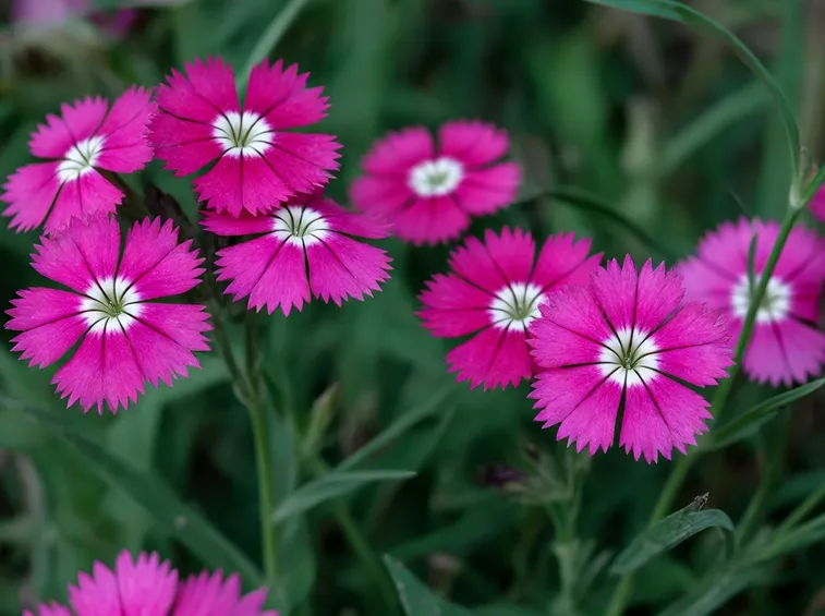 Dianthus 
