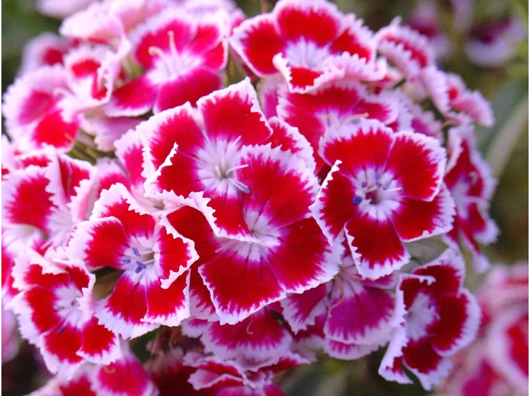 dianthus barba