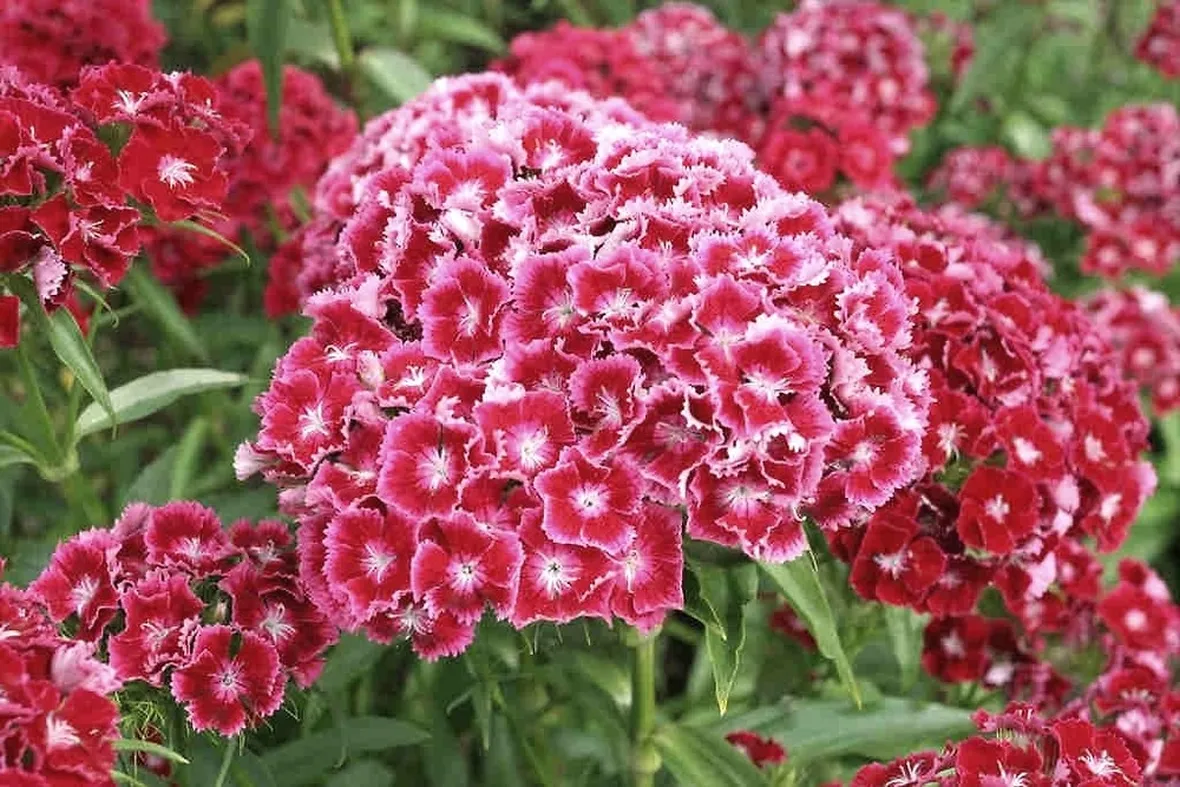 Dianthus 